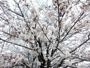 東京と横浜で桜開花…平年より1日早く 画像