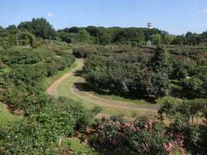 千葉ジェッツ選手がお出迎え！「新京成沿線健康ハイキング」が6/18開催 画像