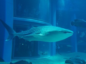 【話題】海遊館がジンベエザメの展示を再開、愛称は「遊ちゃん」 画像