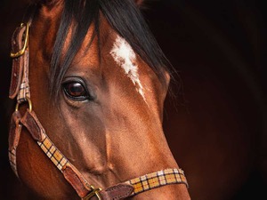 【東京大賞典／データ攻略】「JRA史上2位の馬」がウシュバテソーロ斬りへ　人気一角には【0.0.0.14】 画像
