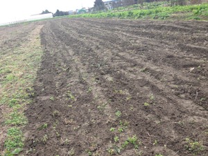 【礒崎遼太郎の農輪考】日本の伝統食を支える小麦、自給率14パーセントを考えながら育む 画像