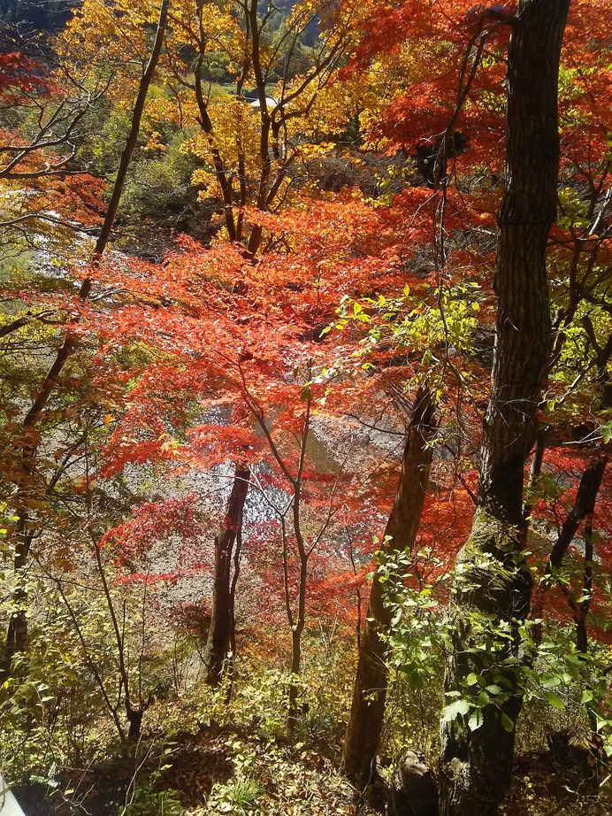 【山口和幸の茶輪記】サイクリストの聖地・西上州は11月中旬が紅葉真っ盛り