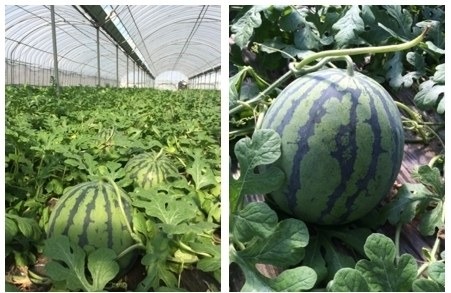 集まれば地域が元気になる、地域食材を楽しむプロジェクト開始