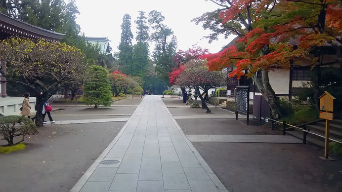 鎌倉は12月上旬まで紅葉が楽しめる。写真は11月中旬の円覚寺境内