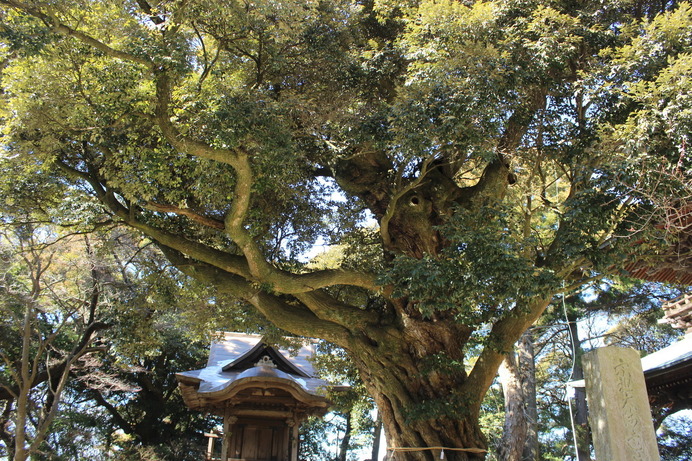樹齢300年から500年の古木が、この山域にはたくさんあるという