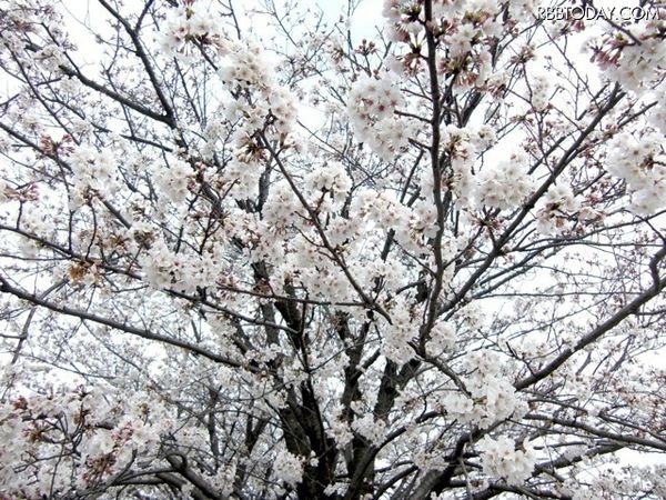 気象庁は25日、東京で桜（ソメイヨシノ）が開花したと発表した。