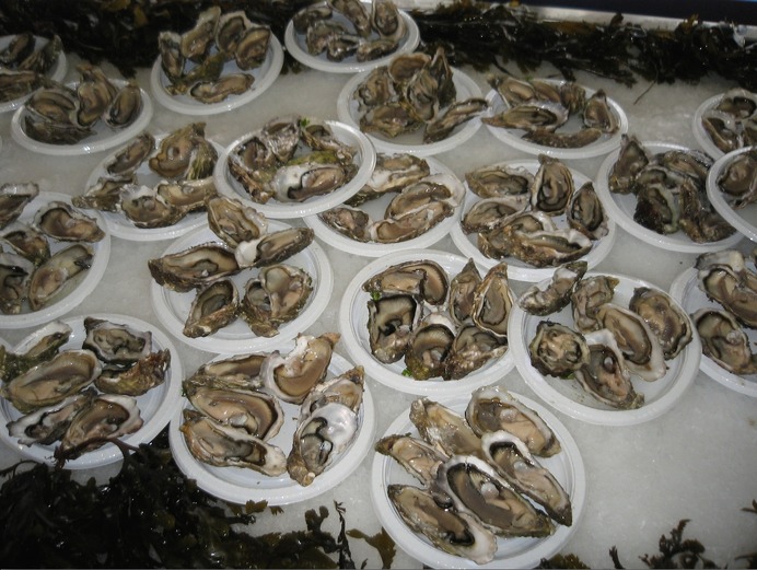 2015年ツールは三陸牡蠣養殖とゆかりのあるシャラント・マリティームとブルターニュ地域を通過