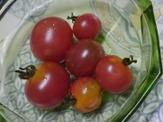 【礒崎遼太郎の農輪考】自然農法、自家採種20年を超えるトマトの味 画像