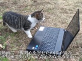 猫にノートPCで動画を見せるとこうなる…ニコ動 画像