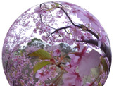 今年最後の桜をバーチャルで！「春の3まつり」最終回は北海道・五稜郭公園 画像