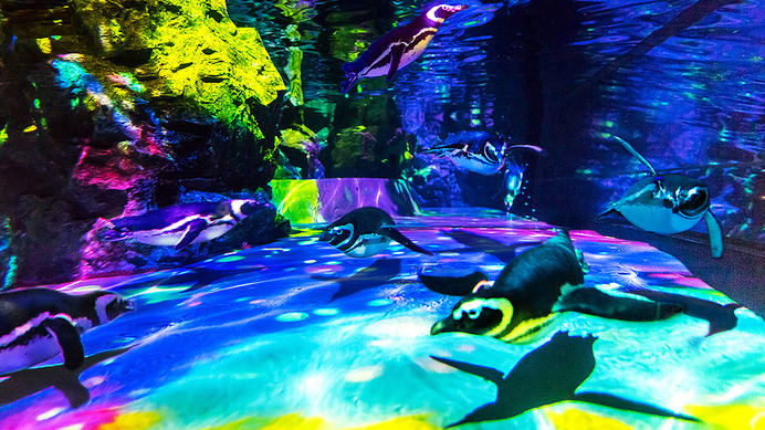 クラゲとペンギンの大型水槽で春の特別演出がスタートした「すみだ水族館」