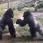 ゴリラがマジ切れで動物園の強化ガラスを…！？