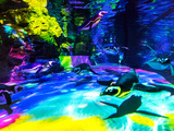 すみだ水族館の春フェス…ZIP! とのコラボを“貝催”、ペンギンは泳力アップ 画像