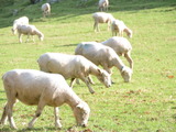 【読後、時間の無駄だったと後悔します】ニュージーランドにいる羊 is セバスチャン 画像