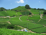 宇治茶の産地を巡るサイクリングイベント「ツアー・オブ・茶いくるライン」9月開催 画像