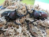 【夏休み】万博記念公園でカブトムシフェア開催 画像