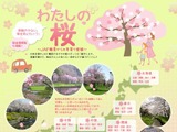 JAF「ホントは教えたくないけど…」、隠れた桜スポット “わたしの桜”　春サイクリングに活用も 画像