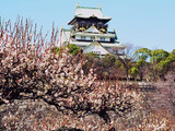 梅林を見に行こう！　関西最大級の大阪城梅林が見頃 画像
