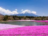 「富士芝桜まつり」4月19日 開幕 画像
