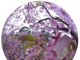 ウェザーニューズ、桜の動画を撮影する「さくら絶景撮影隊」募集 画像