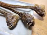 【食べてみた】九州のエイリアンが東京に出現…焼いて、煮て、揚げた 画像