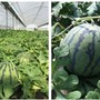 集まれば地域が元気になる、地域食材を楽しむプロジェクト開始