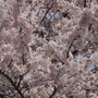 桜がすごくきれいに咲いていた