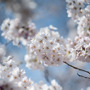 日本の桜を世界へ拡散。富士フイルムとGoogle+がSNS投稿型写真コンテスト