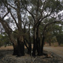 南オーストラリア州アデレードヒルズ2015山火事