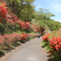 矢祭山公園に咲き乱れるツツジの花。