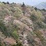 「桜咲く吉野山へお花見サイクリング！」がアウトドアブランドのモンベル主催により4月7日、10日、13日に奈良県で開催される。山桜の名所、世界遺産吉野山へ自転車で行ってみない？　渋滞も混雑もない自転車で、春の花に会いに行こう。