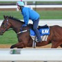 【NHKマイルC／追い切り診断】アドマイヤズームを超える「S」の最高評価　追わせるタイプが僚馬アオり倒す、本領発揮で「一発の魅力」