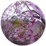 ウェザーニューズ、桜をバーチャルで楽しむ「春の3まつり」開催…皆既月食と夜桜のコラボ
