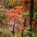【山口和幸の茶輪記】サイクリストの聖地・西上州は11月中旬が紅葉真っ盛り