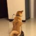 【動画】なすがままにルンバに連れて行かれる柴犬が可愛すぎる