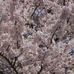 桜がすごくきれいに咲いていた