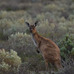 自然のカンガルーも