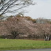 大井ふ頭公園は桜も満開