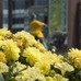 花壇にも黄色い花が