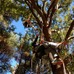 ロープや安全保具を付けて木に登る「ツリークライミング」。ツリークライミングを利用して、木の枝打ちもできる。詳しくはWEBで。http://www.treeclimbingjapan.org/index.html