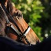 【POG2023-2024】土曜札幌5R・2歳新馬に“危険な人気馬”　「過剰な人気になるなら」