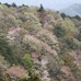 「桜咲く吉野山へお花見サイクリング！」がアウトドアブランドのモンベル主催により4月7日、10日、13日に奈良県で開催される。山桜の名所、世界遺産吉野山へ自転車で行ってみない？　渋滞も混雑もない自転車で、春の花に会いに行こう。