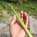 メインで栽培しているアスパラガス。見るからに美味しそう。