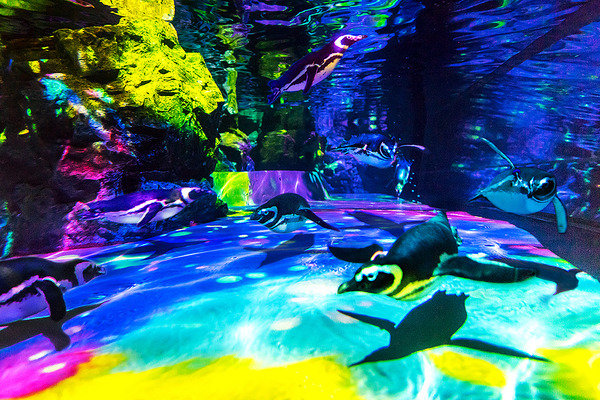 ご当地キティ 水族館限定 ボールペン 4本組 （サメ／マンタ／イルカ／ペンギン） 221710.jpg