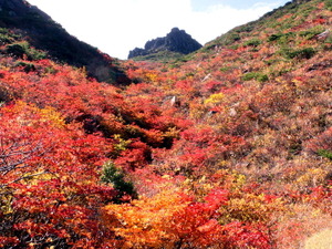【小さな山旅】イロトリドリの世界を歩く紅葉ハイク…福島県・安達太良山（2） 画像
