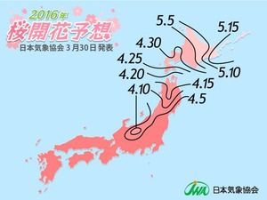桜の開花予想、関東以西で桜が満開に…日本気象協会 画像