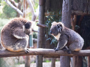 オーストラリアに留学すると学べる7つのこと 画像