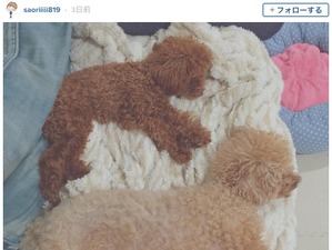 木村沙織、2匹のトイプードルに対して「同じカッコして寝てるーっ」 画像