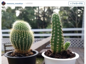 前園真聖、スタバのプリン容器とサボテンをコラボ？ 画像