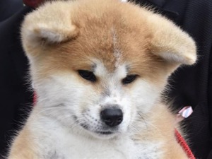 ザギトワ選手への秋田犬贈呈、突然政府レベルに格上げの怪 画像